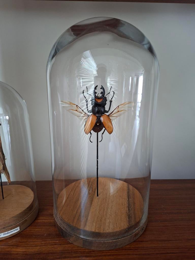 Taxidermie vliegend hert, Huis en Inrichting, Woonaccessoires | Stolpen, Ophalen