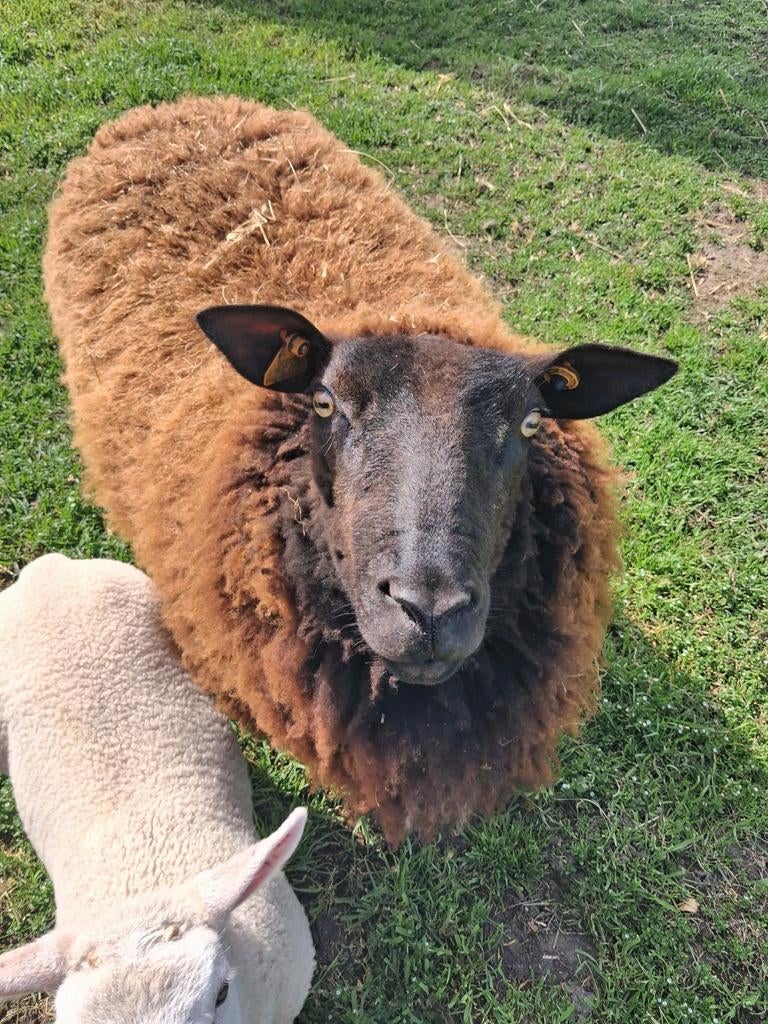 Ooi met ram lam, Dieren en Toebehoren, Meerdere dieren, Schaap, 0 tot 2 jaar