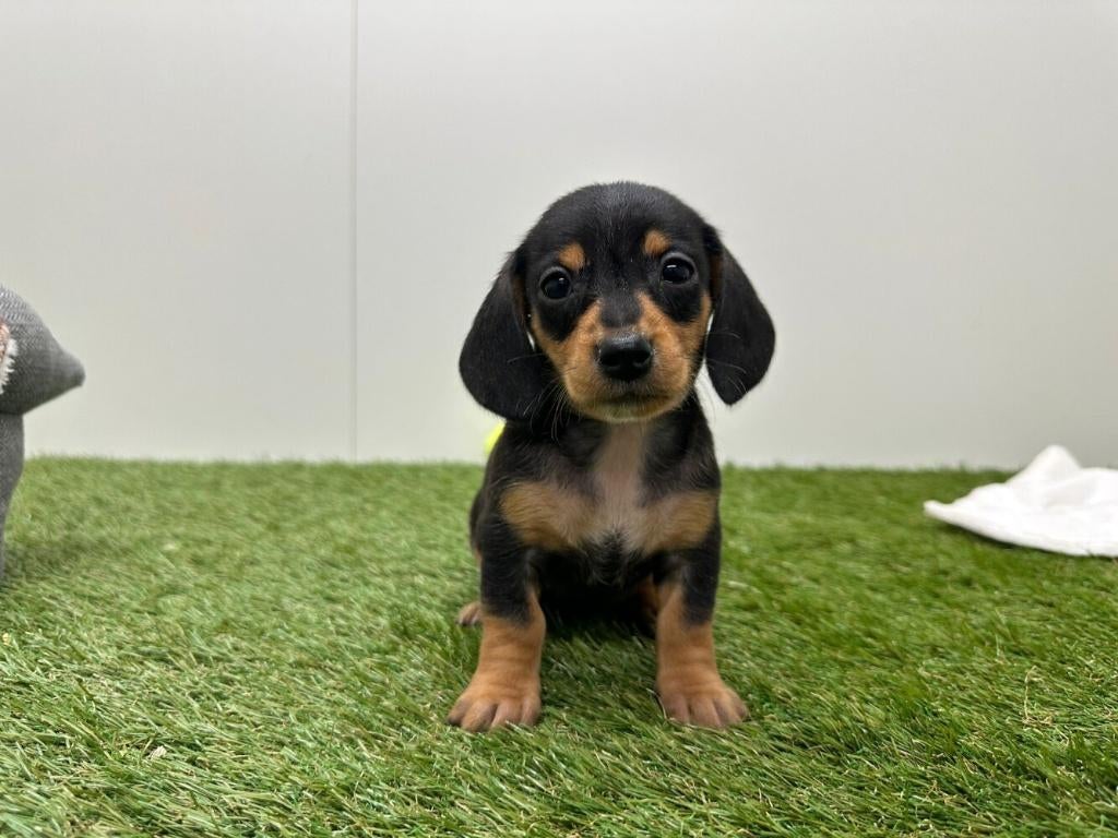 Nestje Gladharige Dwergteckel pups, Dieren en Toebehoren, Honden | Teckels en Dashonden, Parvo, België, 8 tot 15 weken, Korthaar