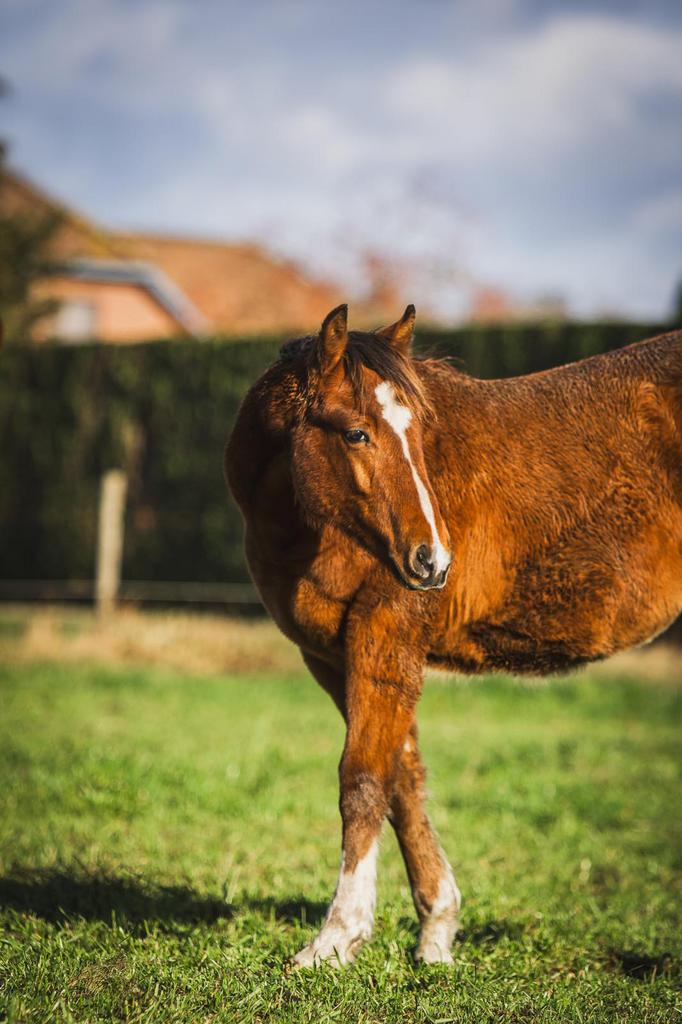 Quarter, Quarterhorse te koop, Dieren en Toebehoren, Paarden, Westernpaard, Met stamboom