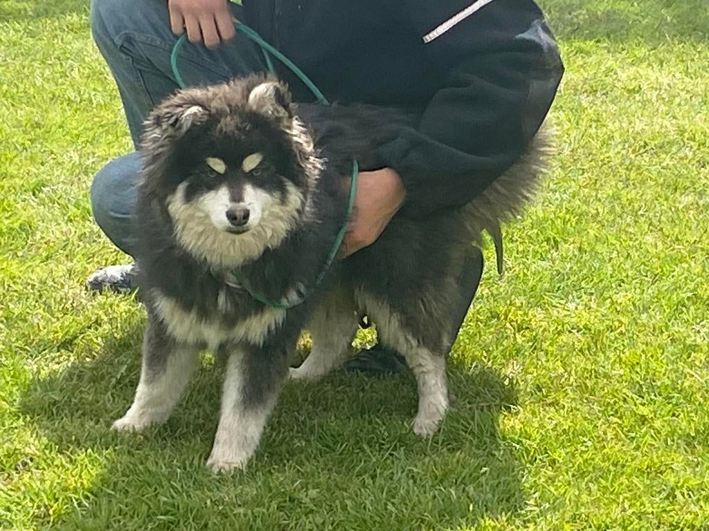 Chiots Mini Husky, petit type, caractère joyeux, Animaux & Accessoires, Chiens | Huskys, Loulous & Types primitifs, Plusieurs