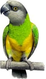 Senegal papegaai/bonte boer, Papegaai, Tam