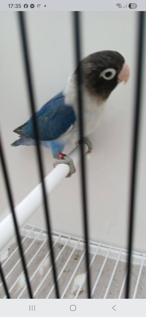 Personata.s, Dieren en Toebehoren, Vogels | Parkieten en Papegaaien