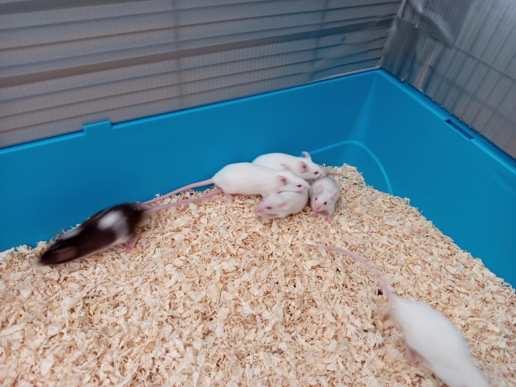 Mannelijke kleurmuizen, Dieren en Toebehoren, Knaagdieren, Januari, Mannelijk, Muis