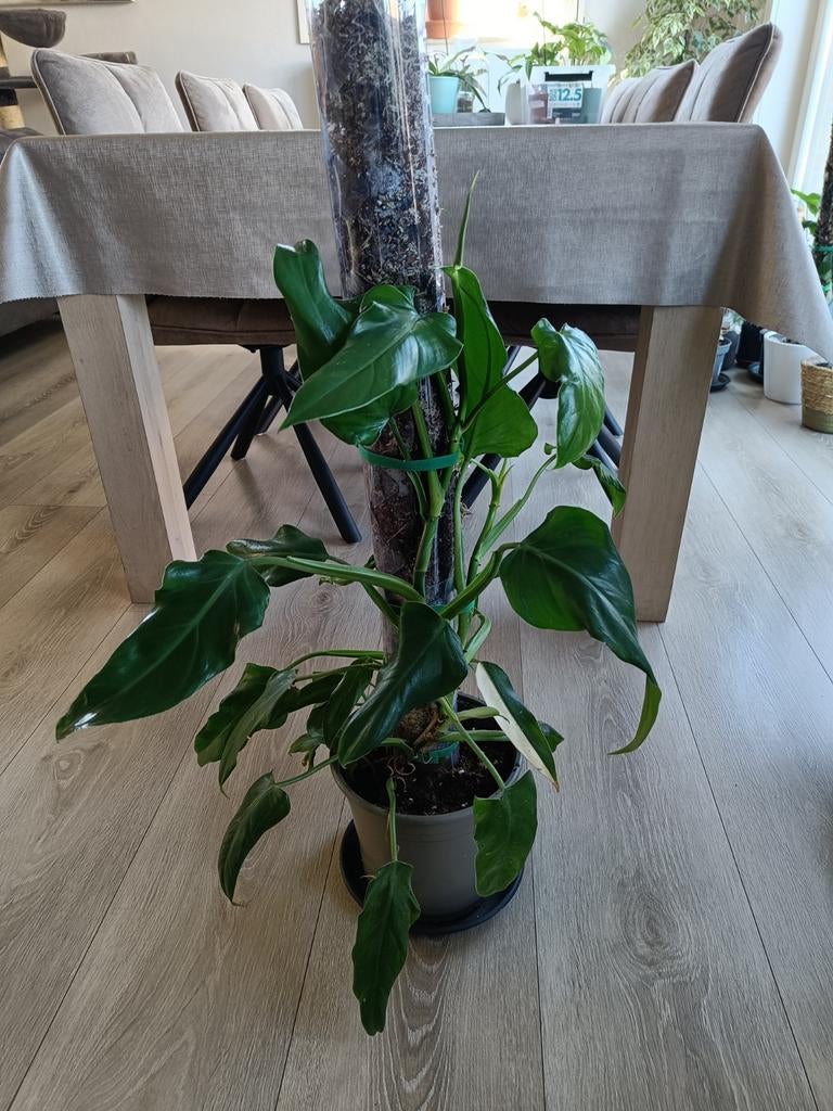 Philodendron, Huis en Inrichting, Kamerplanten, Ophalen