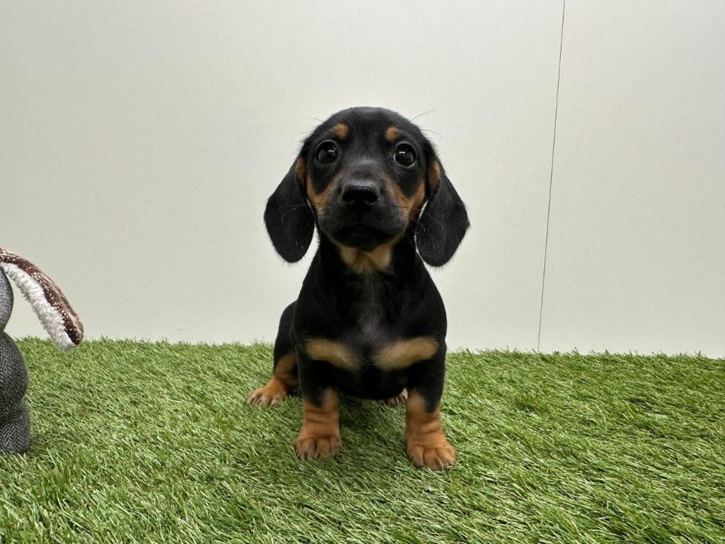 Portée de chiots Teckel à poil lisse, Poils courts, Standard, Chienne, Belgique