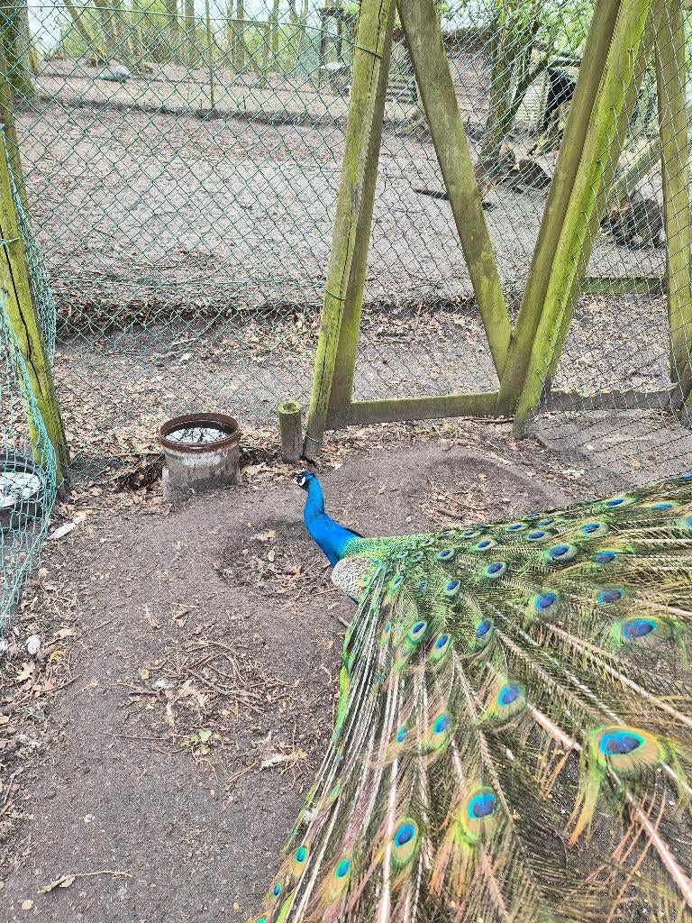 blauwe pauwen koppel, Plusieurs animaux, Autres espèces