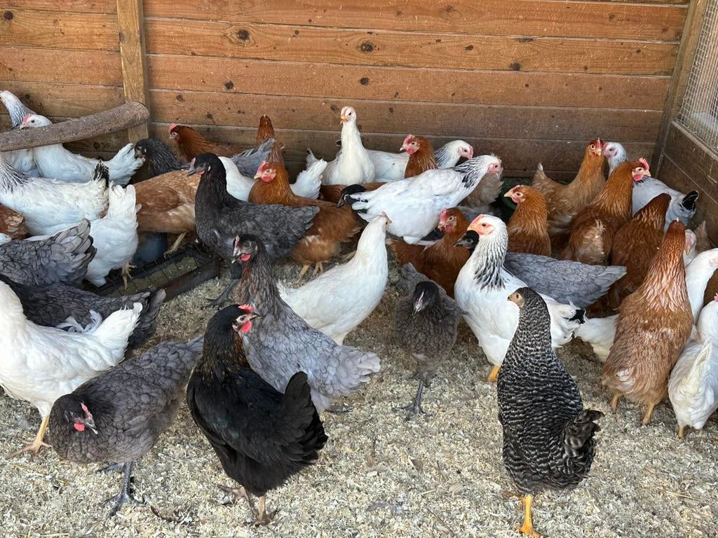 Legkippen ruime keuze: paasweekend open 10-16uur