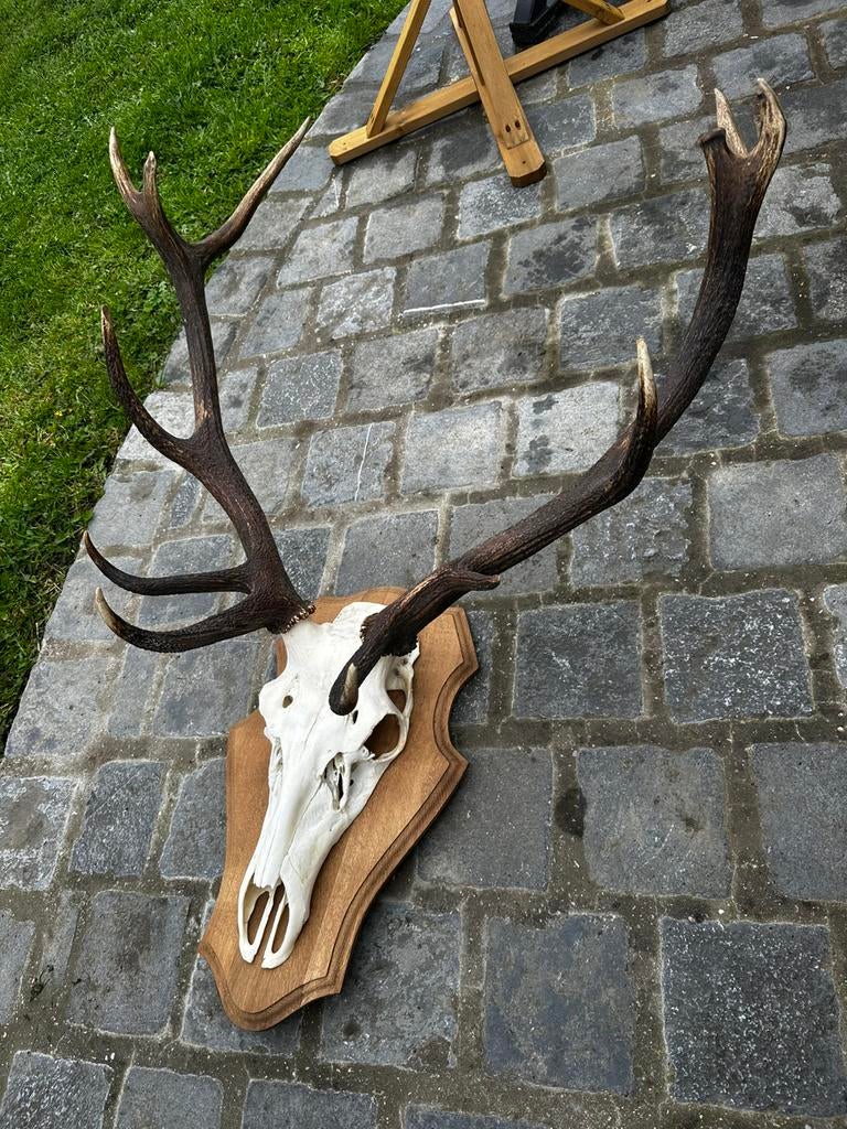 Schedel hert gewei, Ophalen