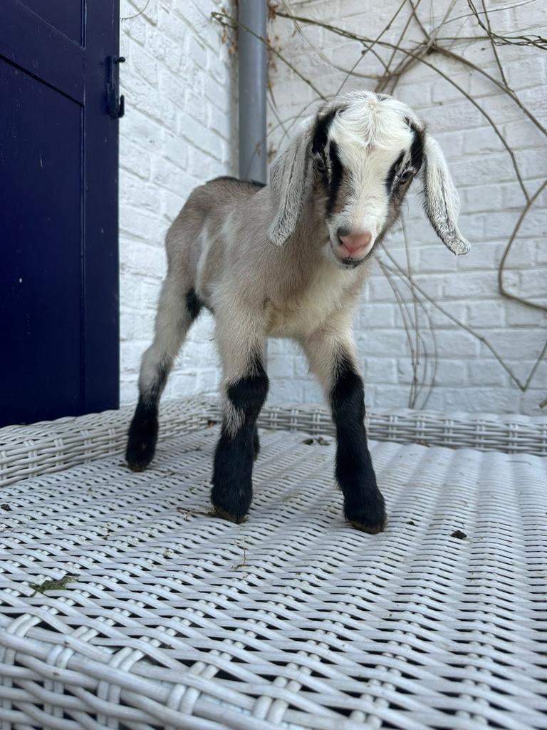 melkras bokjes 2026, Dieren en Toebehoren, Schapen, Geiten en Varkens, Geit, Mannelijk, 0 tot 2 jaar