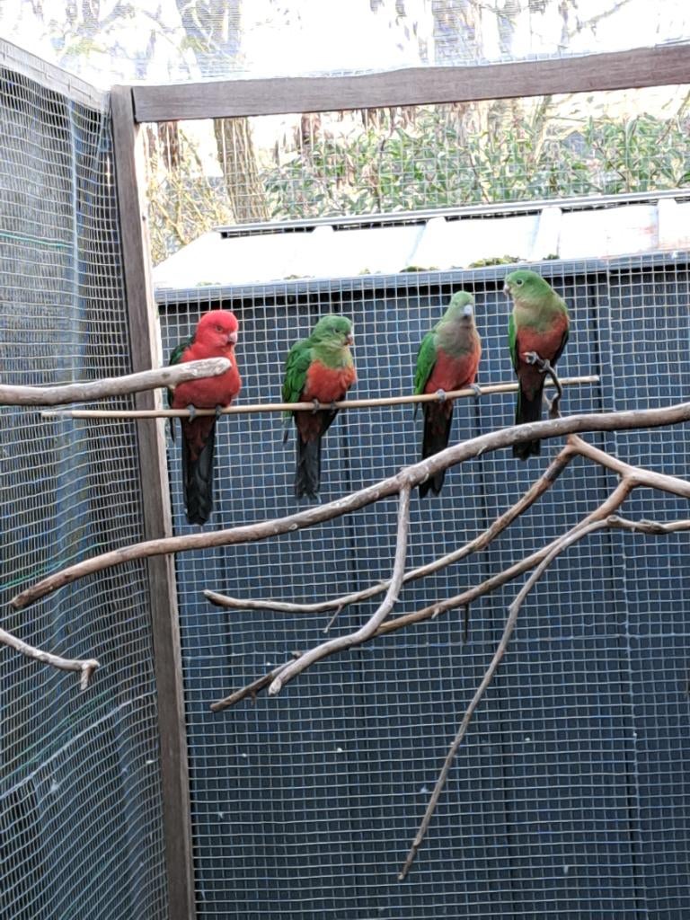 Konigs parkieten, Plusieurs animaux, Perruche, Bagué