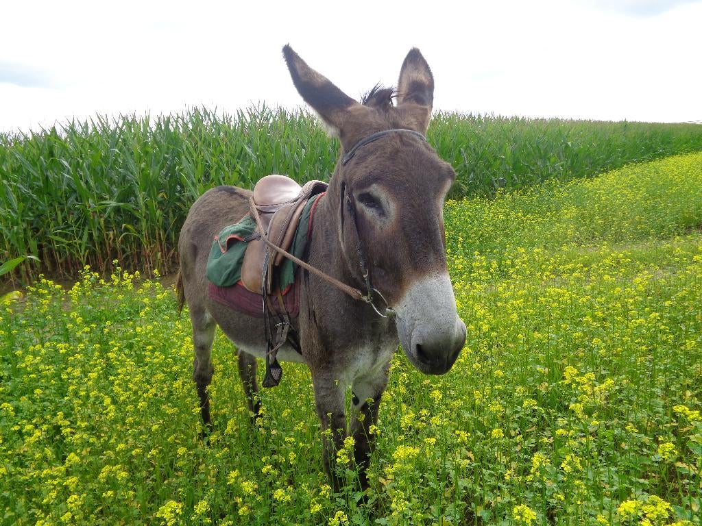 Âne de 11 ans, Vermifugé, M, Moins de 160 cm, Jument