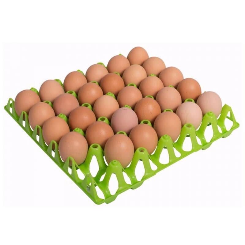 Broed eitjes te koop, Dieren en Toebehoren, Ophalen, Broedmachine