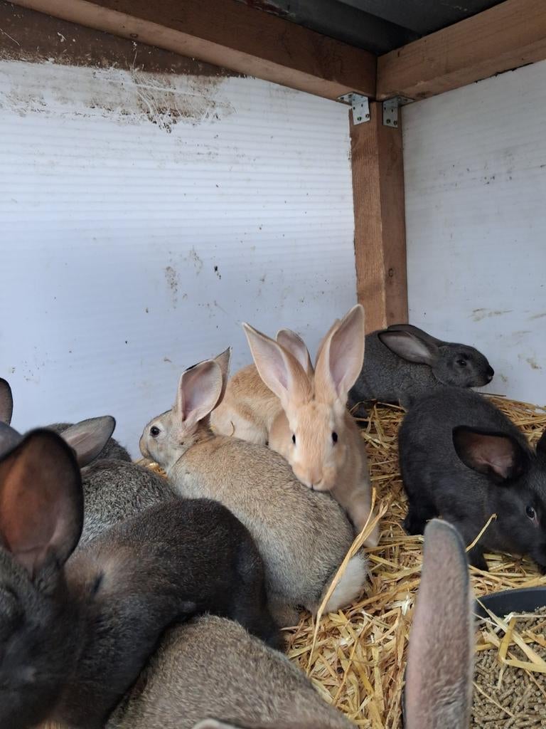 Speenkonijnen, Februari, Meerdere dieren
