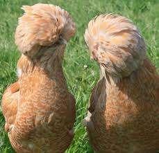 Padoue et crête blanche hollandaise 4+1 GRATUITS, Femelle, Poule ou poulet