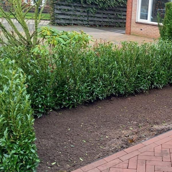 Prunus Caucasica, Novita, Rotundifolia, Sofia, Enlèvement, Arbuste