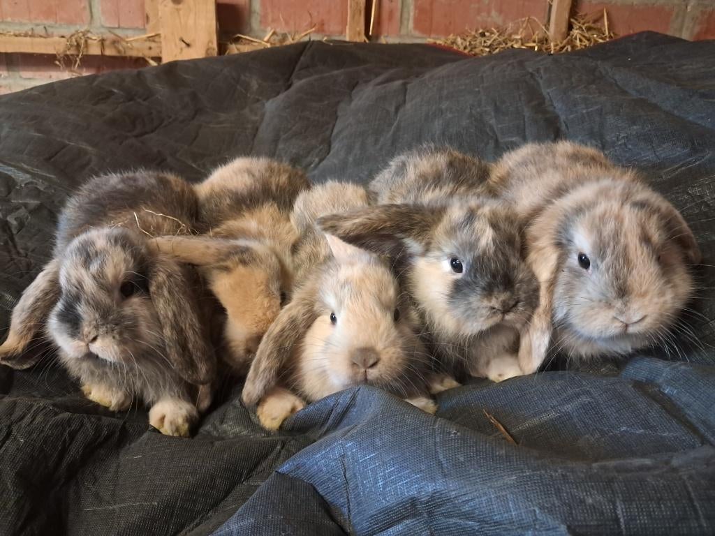 Dwergkonijntjes, Dieren en Toebehoren, Meerdere dieren, 0 tot 2 jaar