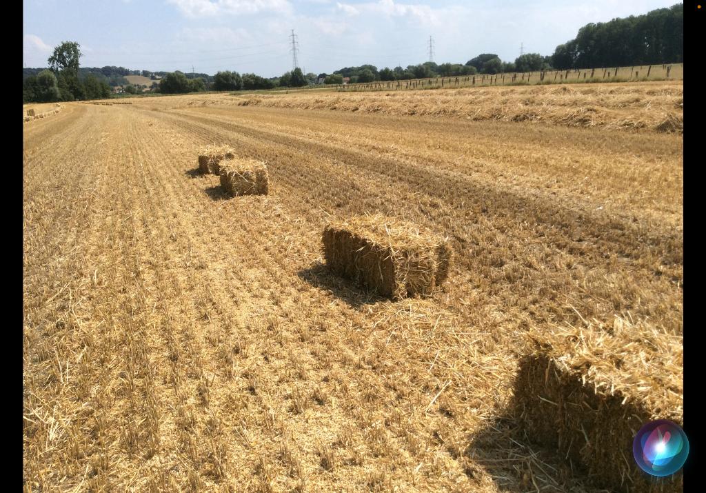 Kleine balen tarwestro, Dieren en Toebehoren