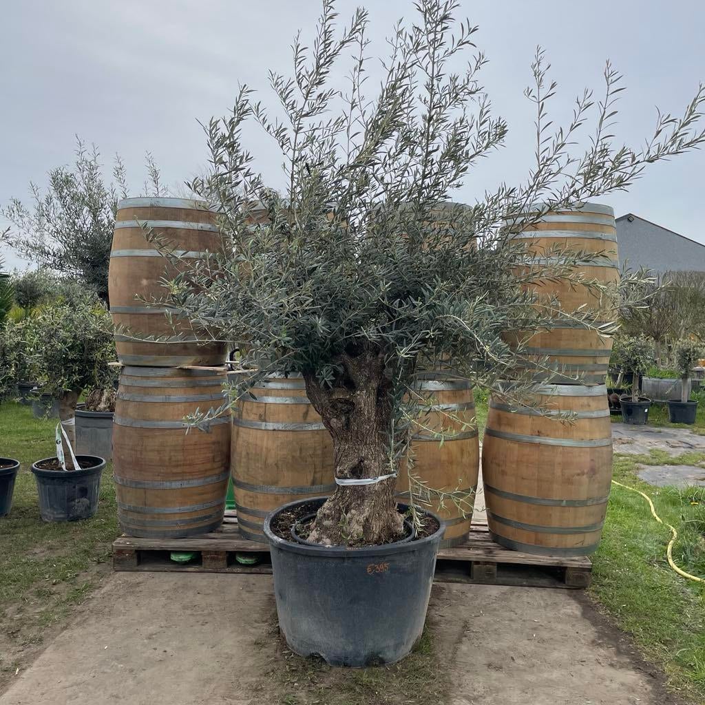 ‼️Olijfbomen olea europaea aan promoprijzen ‼️, Ophalen