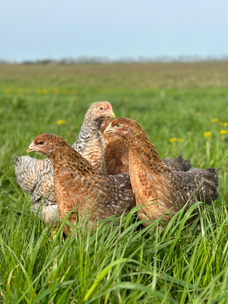 Jonge tamme Bielefelder kippen gesekst & ingeënt, Dieren en Toebehoren, Pluimvee, Kip, Vrouwelijk