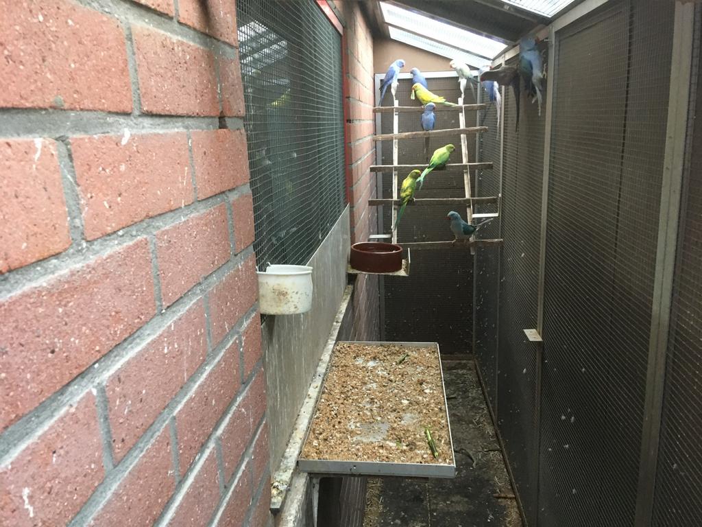 Te koop halsband parkieten, Dieren en Toebehoren, Vogels | Parkieten en Papegaaien, Parkiet