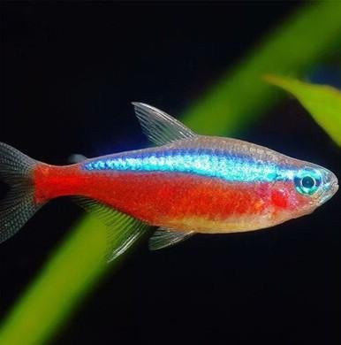 Tetra en barbeel, Vis, Zoetwatervis, Schoolvis