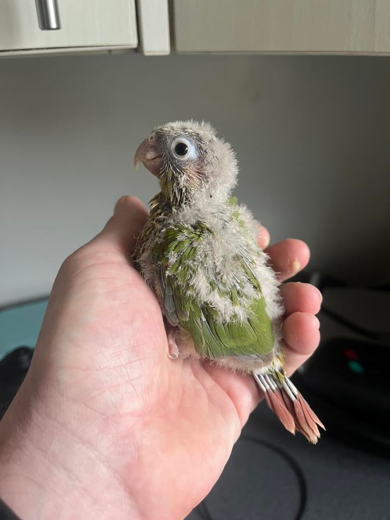 Jonge handtamme pyrrhura., Sexe inconnu, Perruche, Domestique