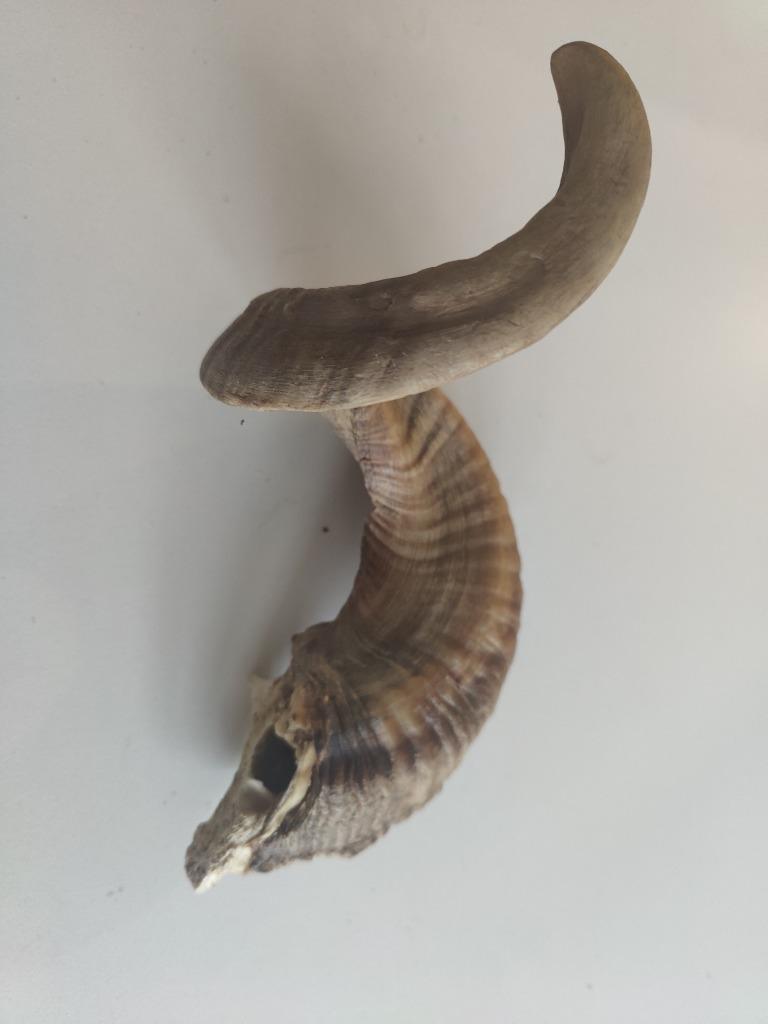 gewei, Ophalen of Verzenden, Gebruikt, Wild dier