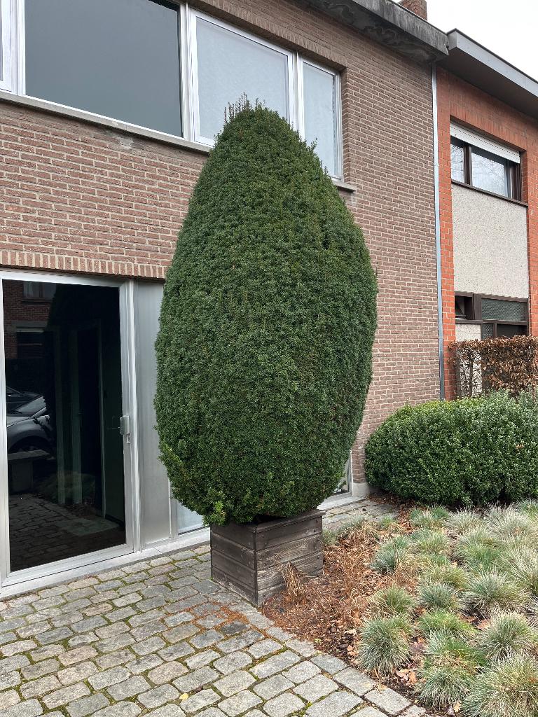 Gratis taxus, Tuin en Terras, Vaste plant, Bloeit niet, Halfschaduw, Ophalen
