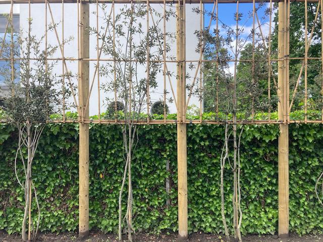 Quercus Ilex, Meerstammige Leiboom met bamboescherm, Tuin en Terras, Planten | Bomen, Leiboom, Ophalen
