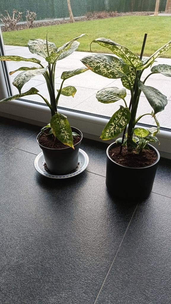 mooie gezonde kamerplant,
Dieffenbachia, Ophalen
