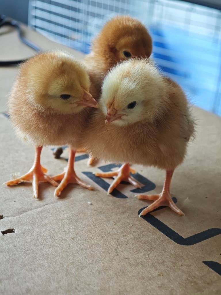 Eendagskuikens legkippen €5 - meerdere kleuren - reserven, Dieren en Toebehoren, Pluimvee