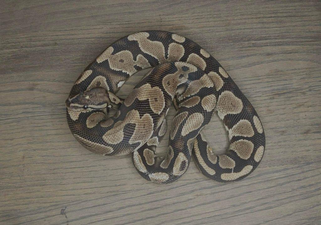 1.1 ball python Gravel het DG, Dieren en Toebehoren, Slang, Tam, 3 tot 6 jaar