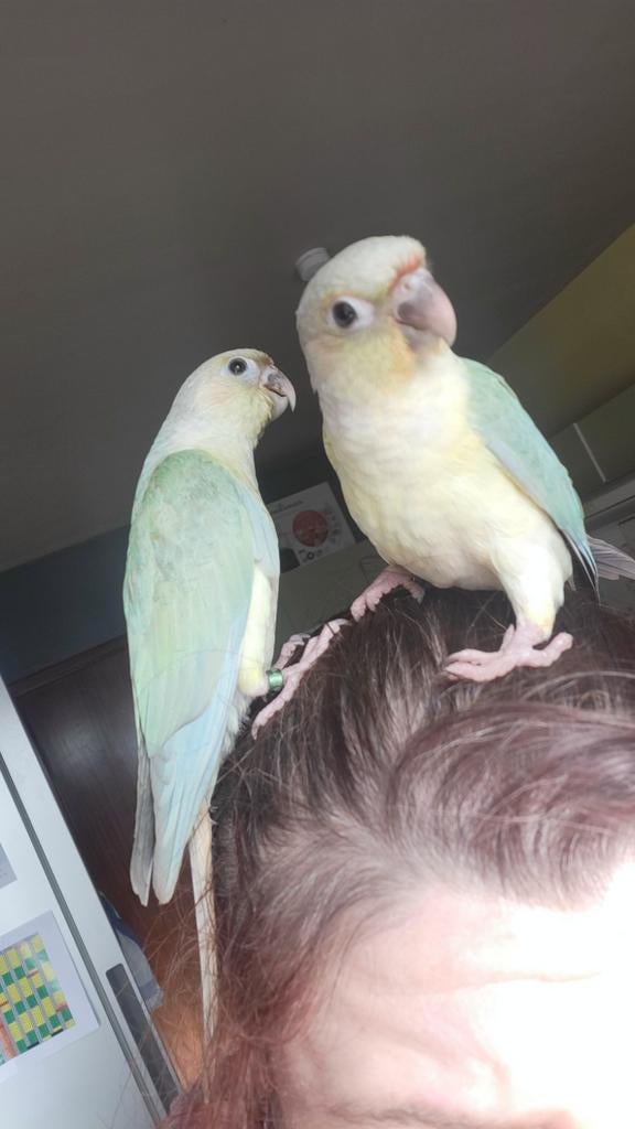 Conure opamint male apprivoisé, Animaux & Accessoires