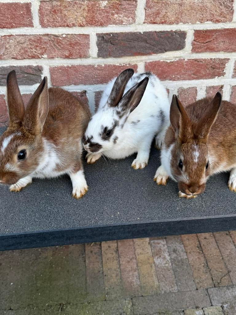 Tamme dwergkonijntjes, Dieren en Toebehoren, Konijnen