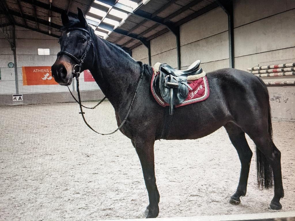 halve stal, Avec pedigree, 11 ans ou plus, L, 160 à 165 cm