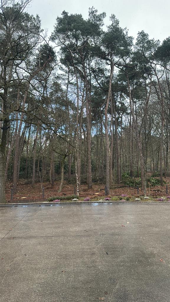 Gratis brandhout, Tuin en Terras, Brandhout, Stammen, Ophalen