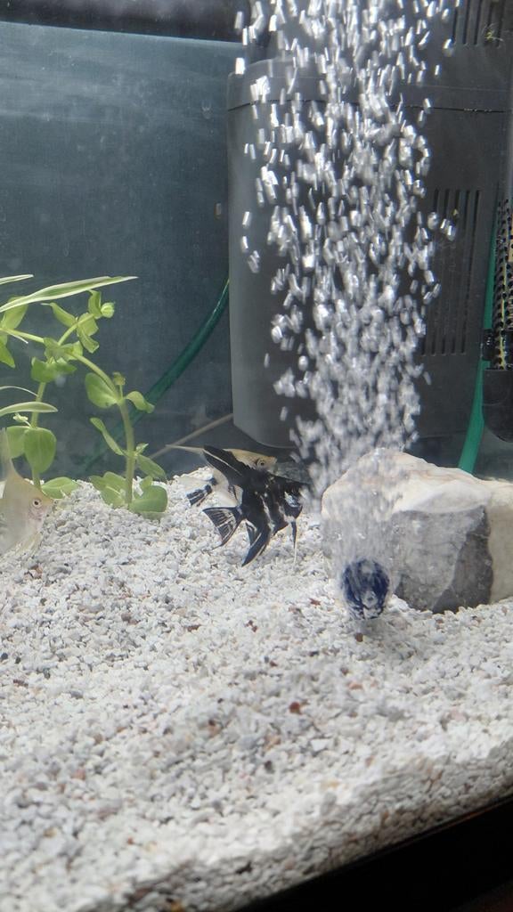 5 Maanvissen. 11€ stuk 6cm 3 maanden oud, Enlèvement