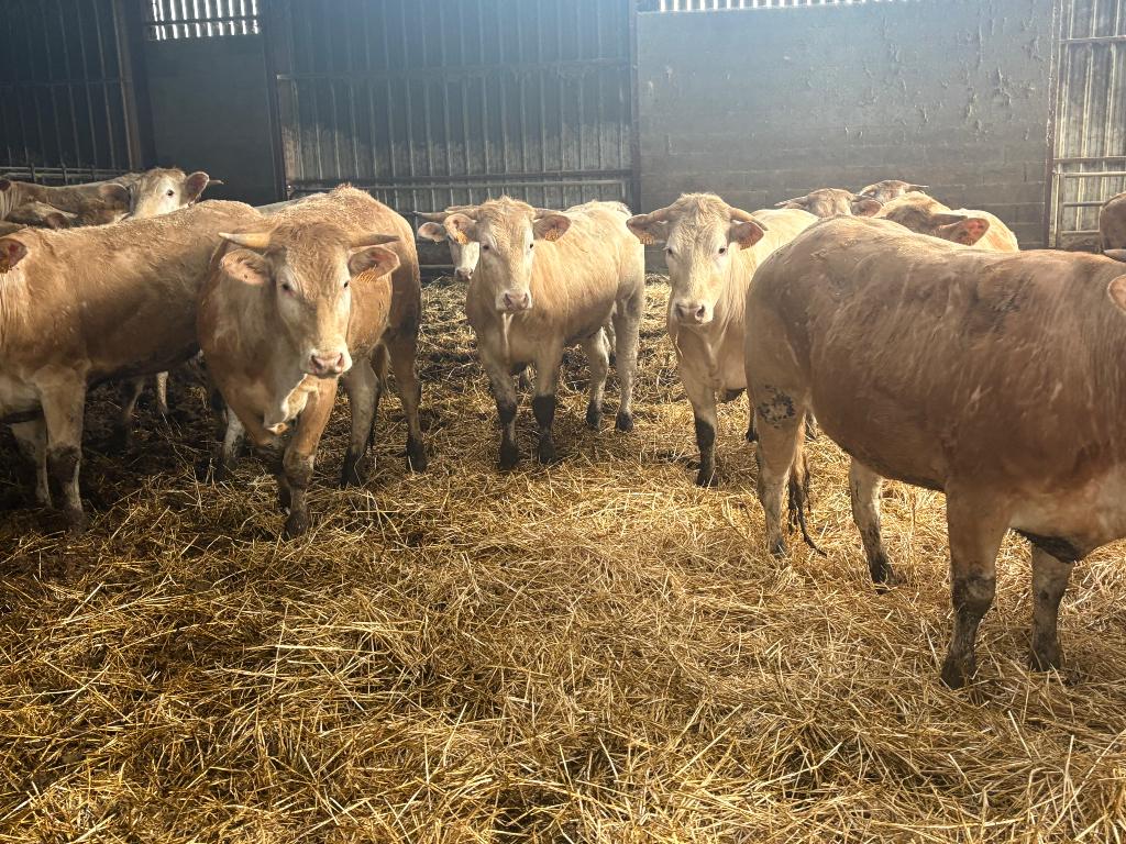 34 drachtige blond aquitaine fok vaarzen, Dieren en Toebehoren, Runderen, Vrouwelijk