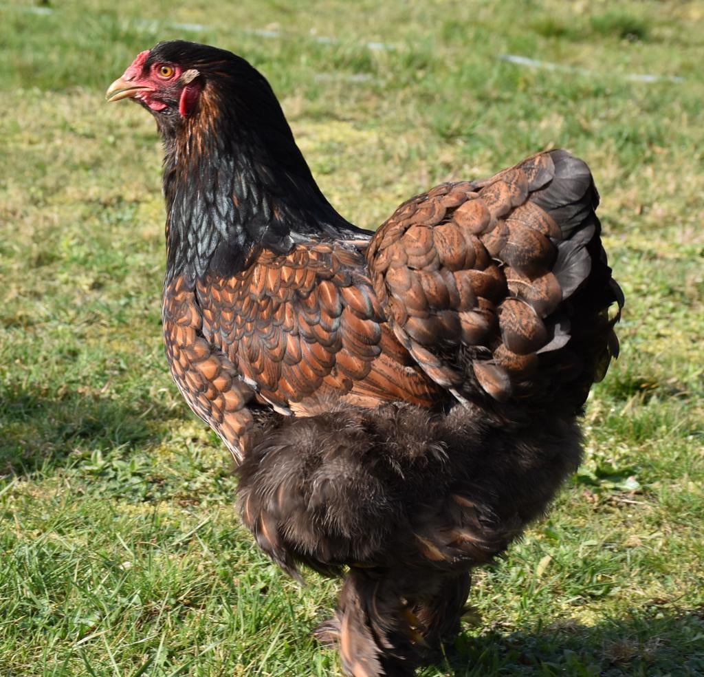 Broedeieren van brahma goud-zwart gezoomd.