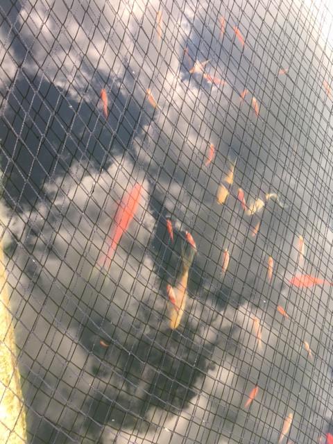 20-tal gezonde goudvissen 10-15 cm van eigen kweek te koop, Animaux & Accessoires, Poissons | Poissons d'étang, Poisson(s) rouge(s)