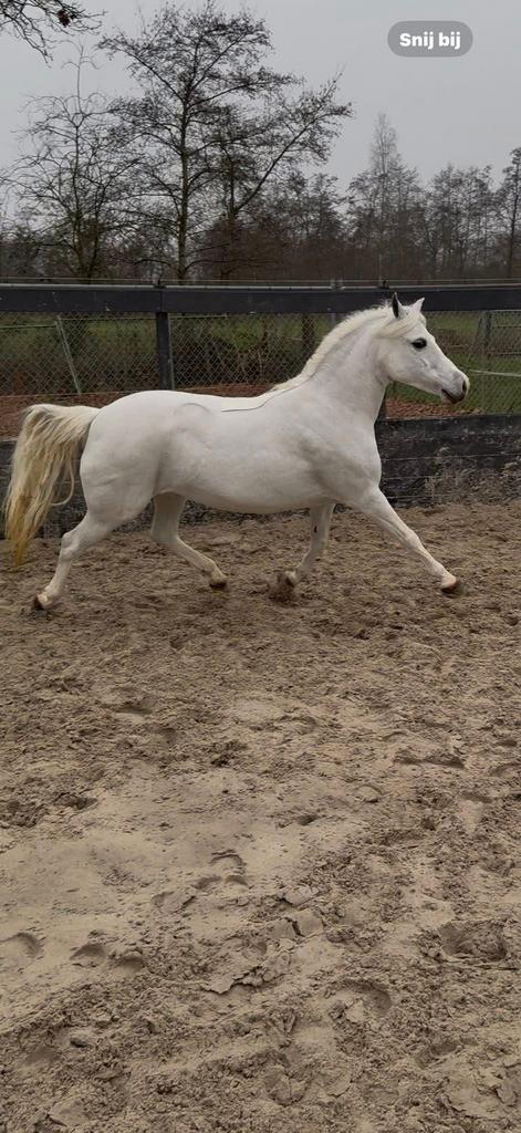 Welsh pony merrie, Dieren en Toebehoren, Pony's, Merrie, 7 tot 10 jaar, B pony (1.17m tot 1.27m), Recreatiepony