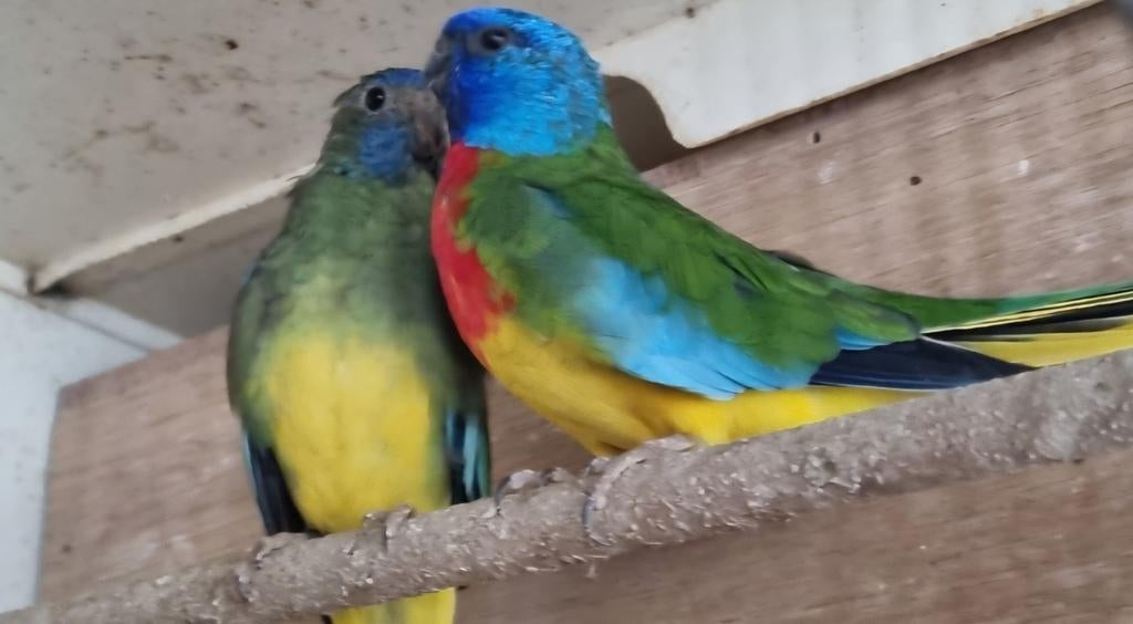 Splendid parkieten, Dieren en Toebehoren