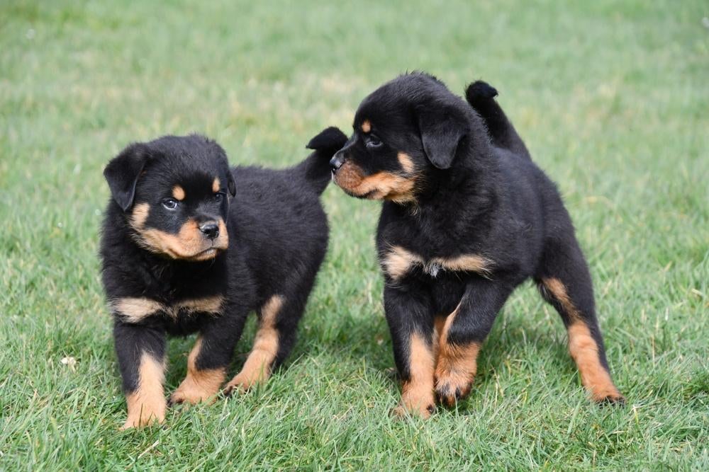 Rottweiler pups te koop - Belgisch, Parvo, België, 8 tot 15 weken, Meerdere