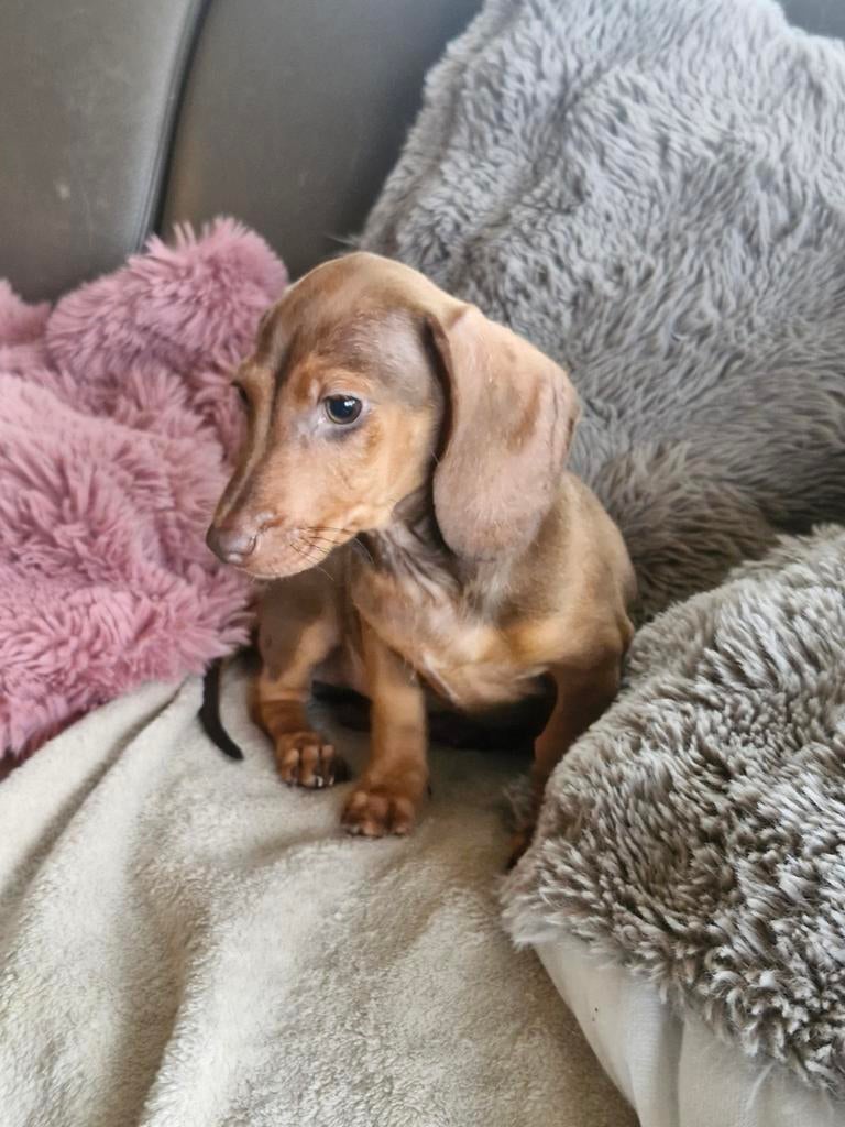 Dwergteckel reutje, Poils courts, Chien (mâle), Belgique, 8 à 15 semaines