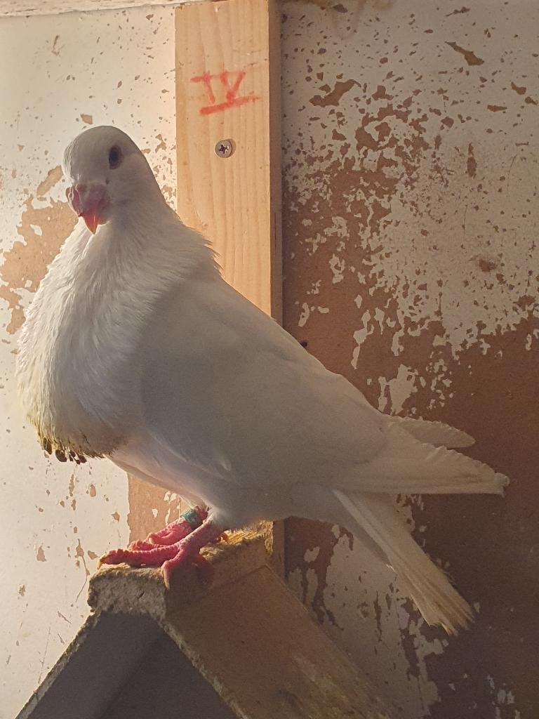 Gorguero Spaanse kropper, Plusieurs animaux, Boulant