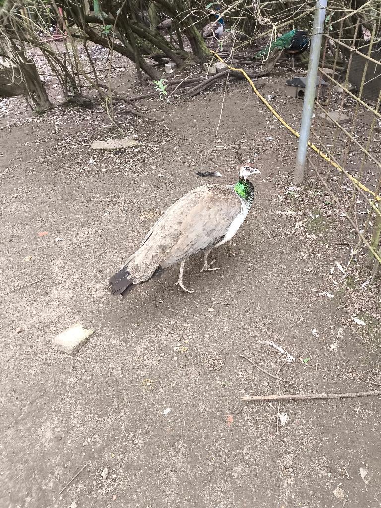 pauw, Dieren en Toebehoren, Pluimvee, Meerdere dieren, Overige soorten