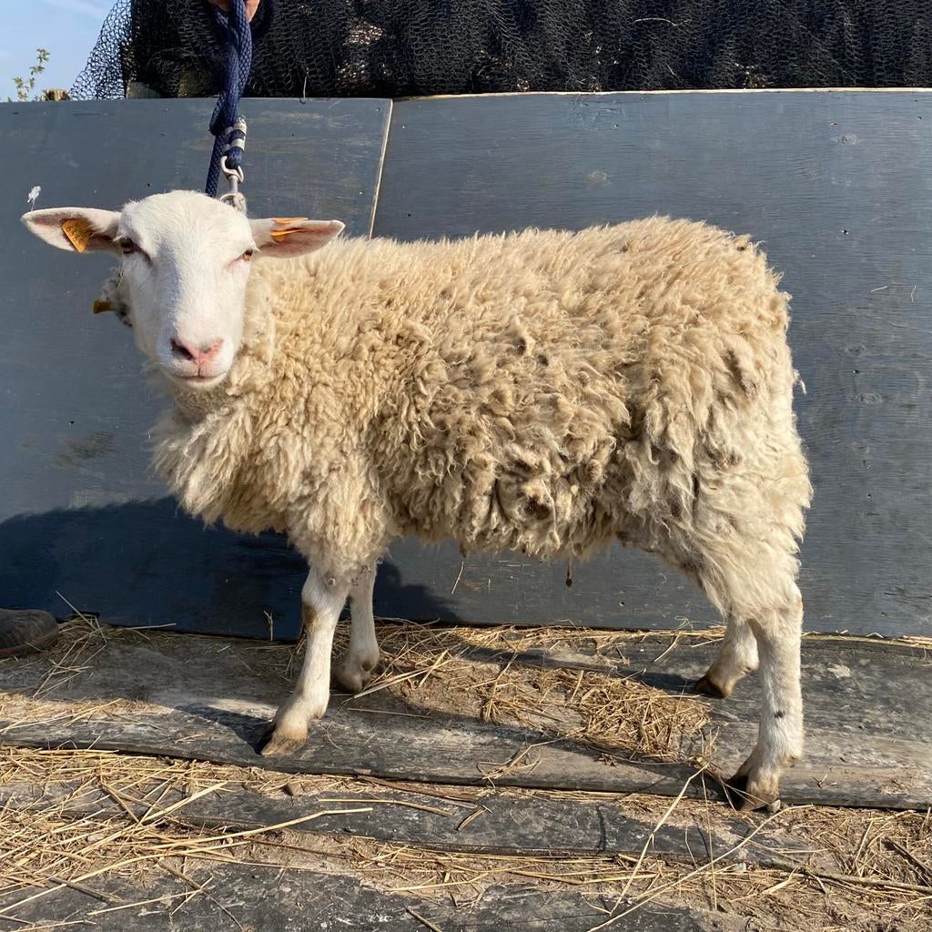 Schapenbok te koop, Dieren en Toebehoren, Mannelijk, Schaap, 0 tot 2 jaar