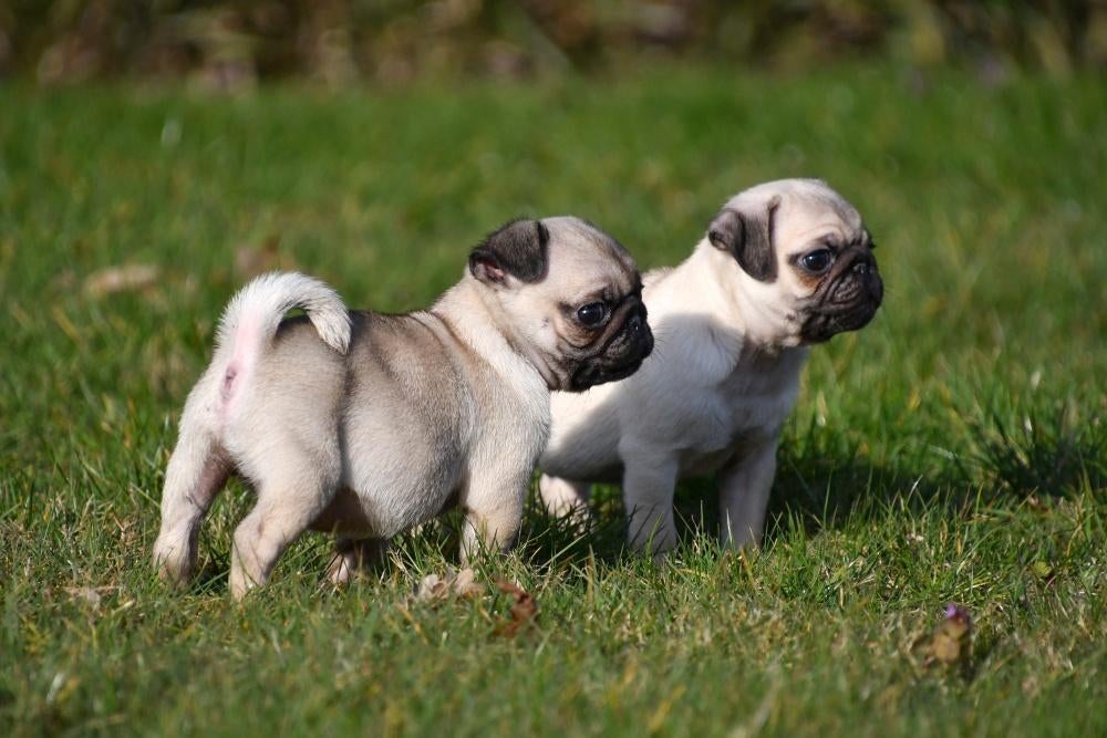 Chiots carlin à vendre (Belgique), Chien (mâle), Autres races, Belgique, Plusieurs
