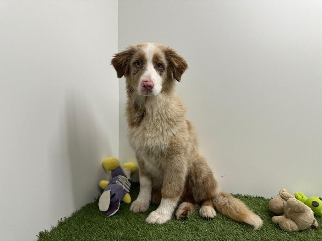 Australische Herder puberpups, België, 15 weken tot 1 jaar, Parvo, Meerdere